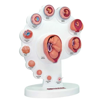 4D Ľudského Embrya Anatomický Model Fetálny Rast Orgán Výučby Alpinia Zmontované Hračky