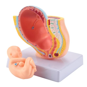 Ľudské Tehotenstva, Vývoj Plodu 9. Mesiac Embryonálnych Panvového Model Plodu Plod Tehotenstva, Anatómia Placenty Model